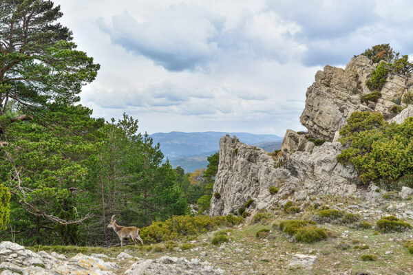 IC---turismo-naturaleza-penyagolosa